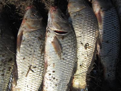 Прикрепленное изображение: IMG_0314.JPG